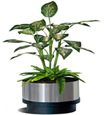 Maceta de acero inoxidable modelo 29 con base negra para plantas de interior